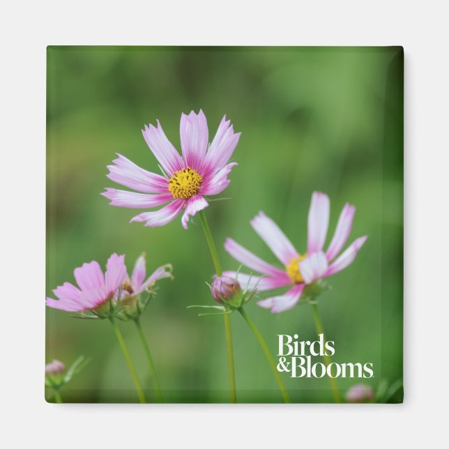 Cosmos Flowers Magnet (Front)