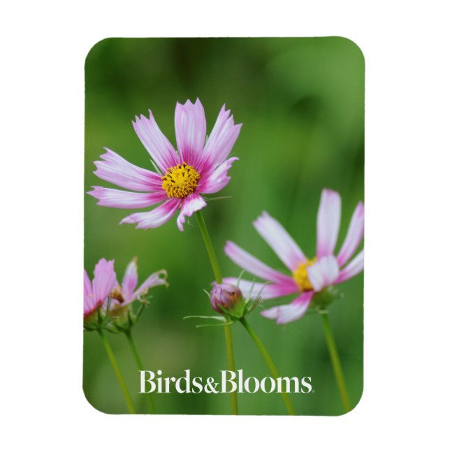 Cosmos Flowers Magnet (Vertical)