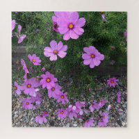 Cosmos flowers with pebbles On a Jigsaw Puzzle