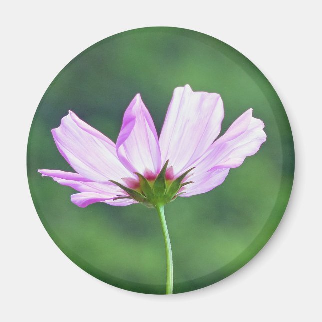 Cosmos Magnet (Front)