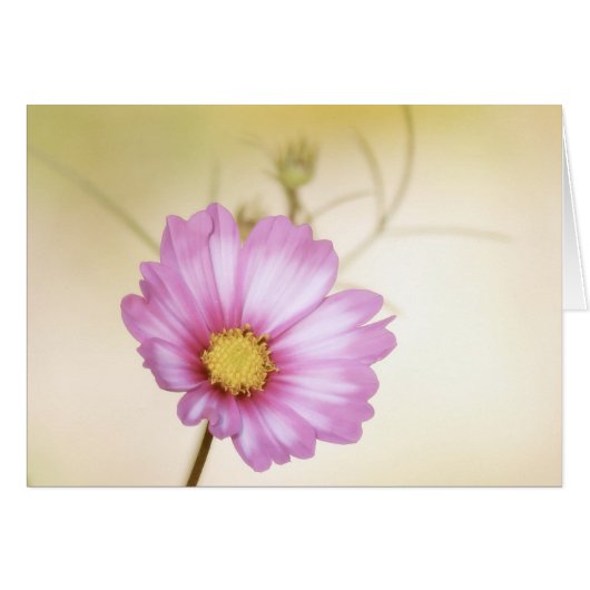 Cosmos Pastel Cards (Front Horizontal)