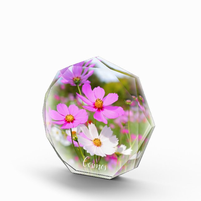 Cosmos Photo Block (Right)