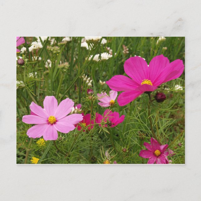 Cosmos Postcard (Front)