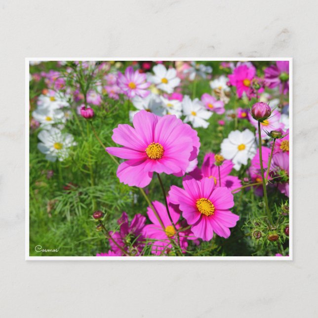 Cosmos [Postcard] Postcard (Front)