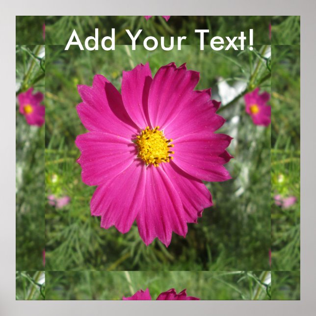 Cosmos Red Flower Poster (Front)