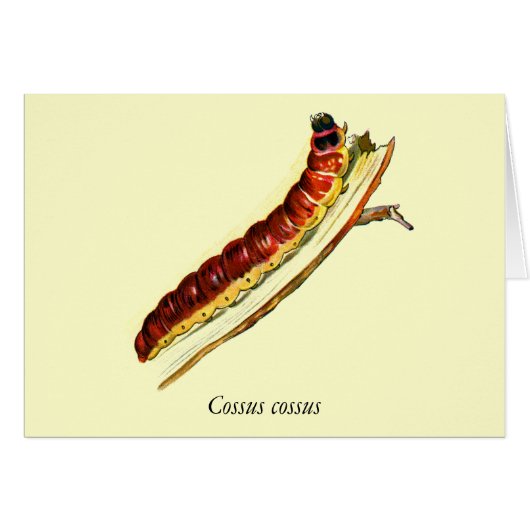 Cossus cossus caterpillar cards (Front Horizontal)
