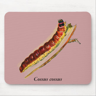 Cossus cossus caterpillar mouse pad