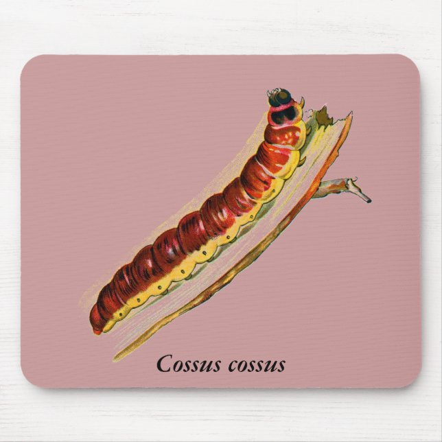 Cossus cossus caterpillar mouse pad (Front)