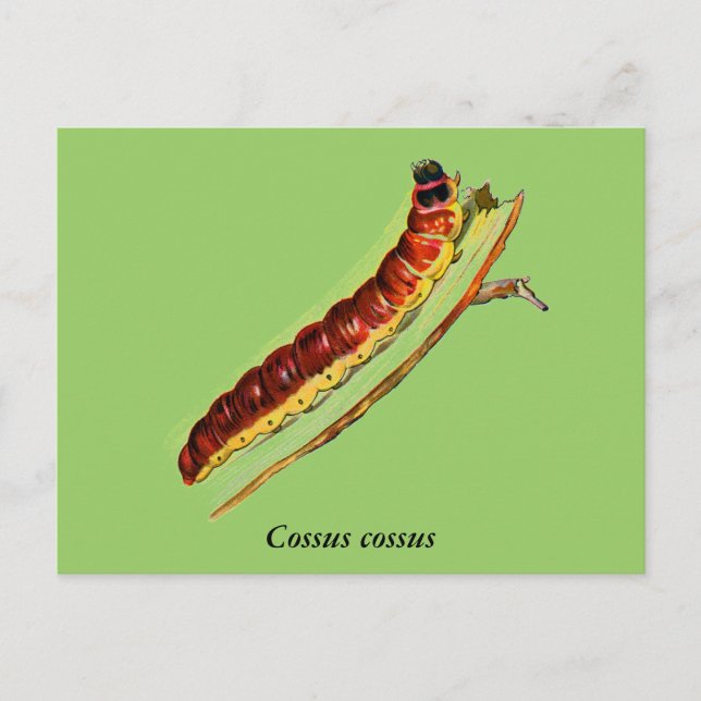 Cossus cossus caterpillar postcard (Front)