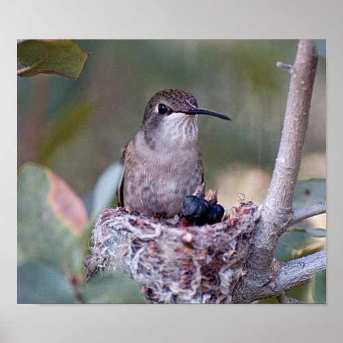 Costa Hummingbird and Babes Poster