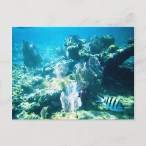 Costa Maya Reef Customizable Postcard