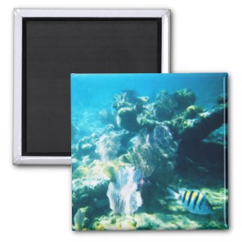 Costa Maya Reef Magnet by h2oWater at Zazzle