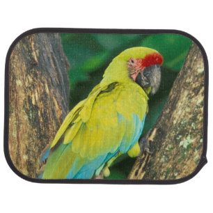 Costa Rica, Ara Ambigua, Great Green Macaw. Car Mat