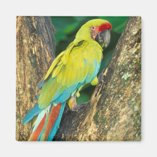 Costa Rica, Ara Ambigua, Great Green Macaw. Magnet