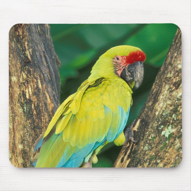 Costa Rica, Ara Ambigua, Great Green Macaw. Mouse Pad (Front)