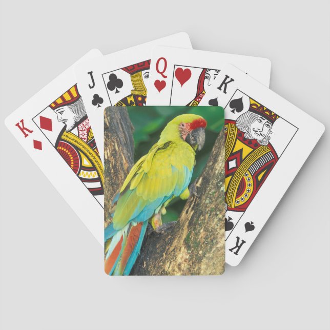 Costa Rica, Ara Ambigua, Great Green Macaw. Poker Cards (Back)