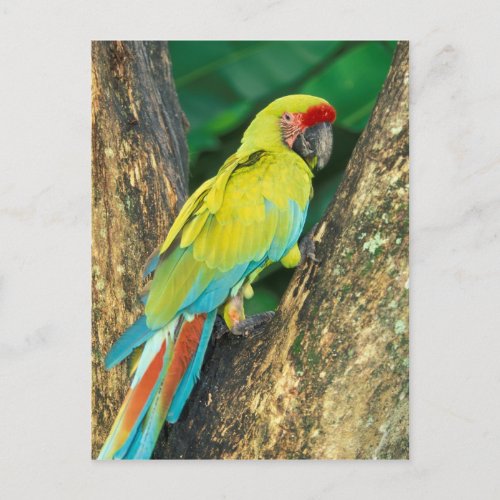 Costa Rica Ara Ambigua Great Green Macaw Postcard