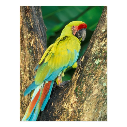 Costa Rica, Ara Ambigua, Great Green Macaw. Postcard