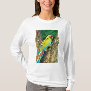 Costa Rica, Ara Ambigua, Great Green Macaw. T-Shirt