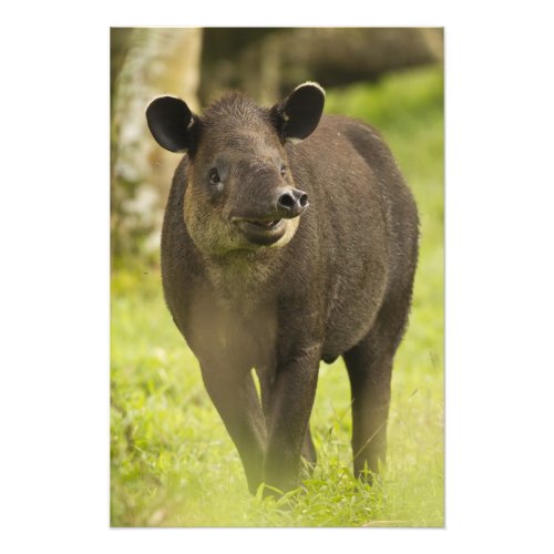 Costa Rica Bairdis Tapir Tapirus bairdii Photo Print