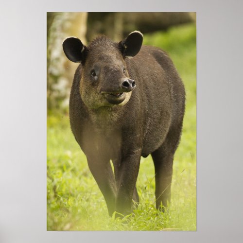 Costa Rica Bairdis Tapir Tapirus bairdii Poster