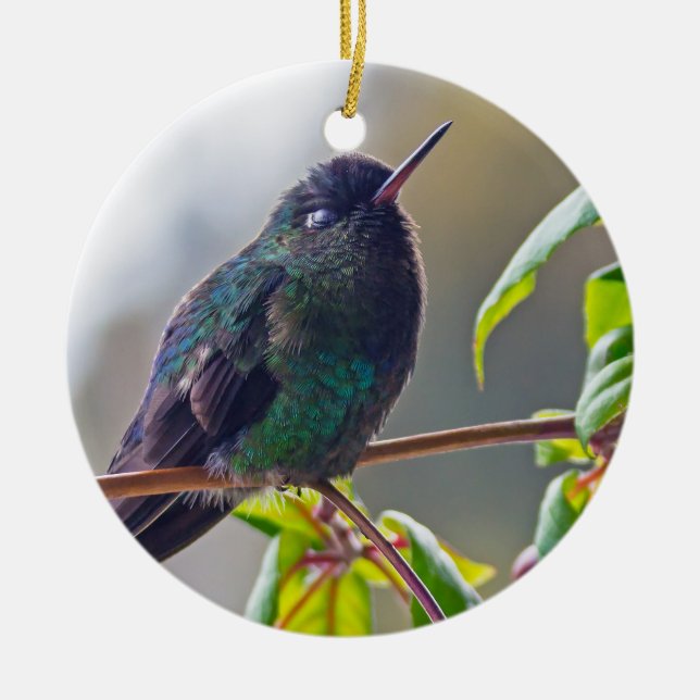 Costa Rica bird - Fiery-throated Hummingbird Ceramic Ornament (Front)