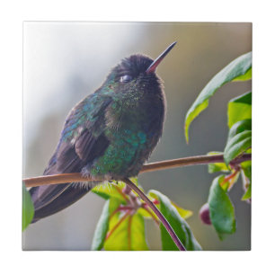Costa Rica bird - Fiery-throated Hummingbird Ceramic Tile