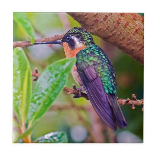 Costa Rica bird _ Fiery_throated Hummingbird Ceramic Tile
