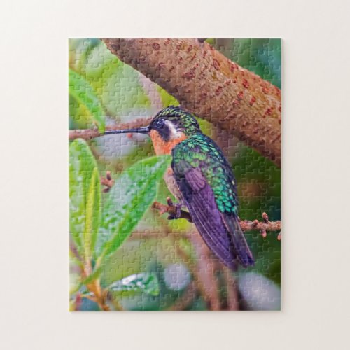 Costa Rica bird _ Fiery_throated Hummingbird Jigsaw Puzzle