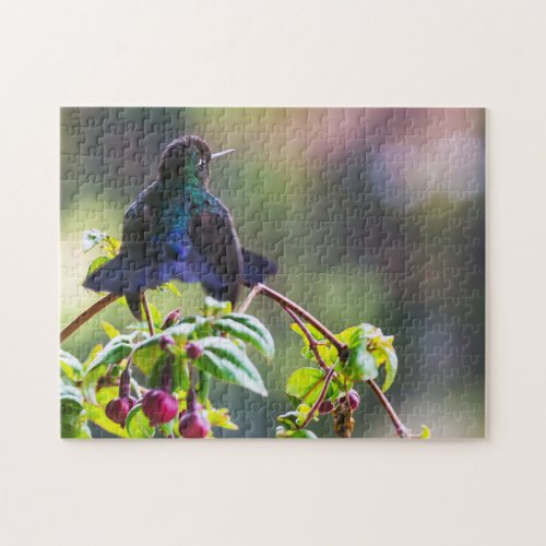 Costa Rica bird _ Fiery_throated Hummingbird Jigsaw Puzzle