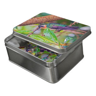 Costa Rica bird - Fiery-throated Hummingbird Jigsaw Puzzle