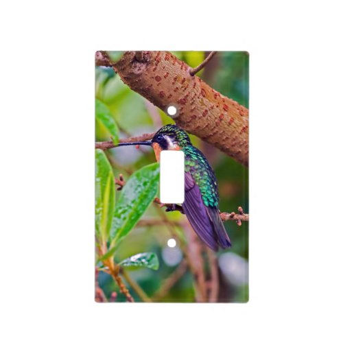 Costa Rica bird _ Fiery_throated Hummingbird Light Switch Cover