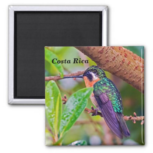 Costa Rica bird _ Fiery_throated Hummingbird Magnet