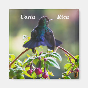 Costa Rica bird - Fiery-throated Hummingbird Magnet
