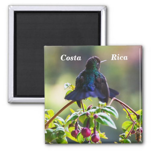 Costa Rica bird _ Fiery_throated Hummingbird Magnet
