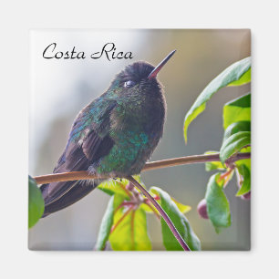 Costa Rica bird - Fiery-throated Hummingbird Magnet
