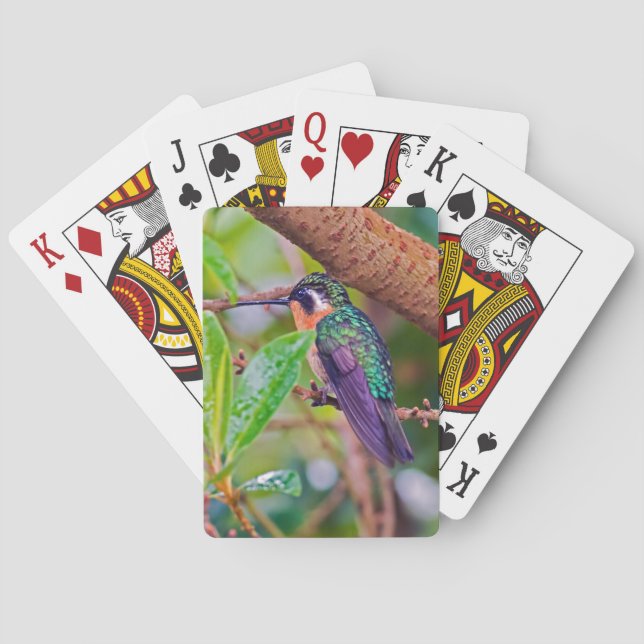 Costa Rica bird - Fiery-throated Hummingbird Poker Cards (Back)