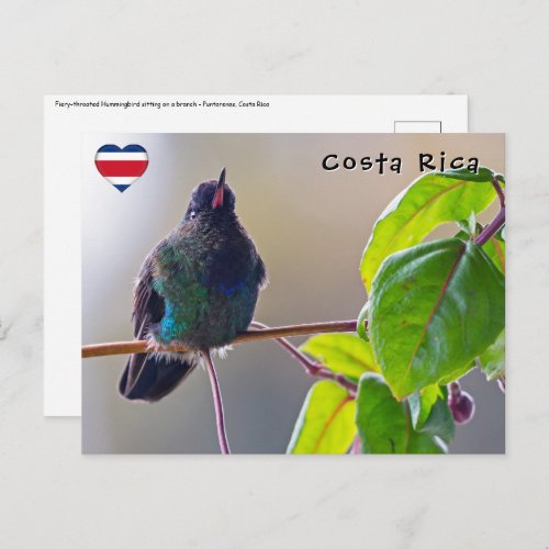 Costa Rica bird _ Fiery_throated Hummingbird Postcard