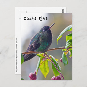 Costa Rica bird - Fiery-throated Hummingbird Postcard
