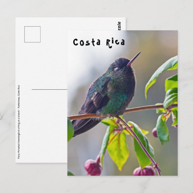 Costa Rica bird - Fiery-throated Hummingbird Postcard (Front/Back)