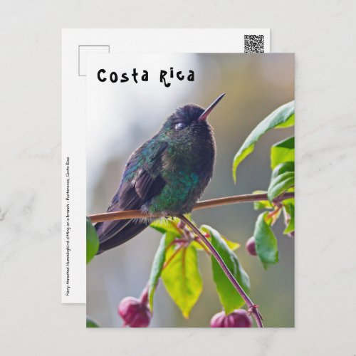 Costa Rica bird _ Fiery_throated Hummingbird Postcard