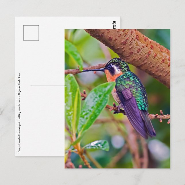 Costa Rica bird - Fiery-throated Hummingbird Postcard (Front/Back)