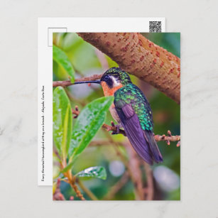 Costa Rica bird - Fiery-throated Hummingbird Postcard