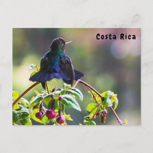 Costa Rica bird _ Fiery_throated Hummingbird Postcard