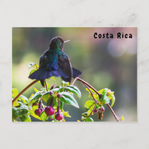 Costa Rica bird - Fiery-throated Hummingbird Postcard