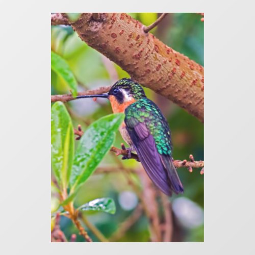 Costa Rica bird _ Fiery_throated Hummingbird Window Cling