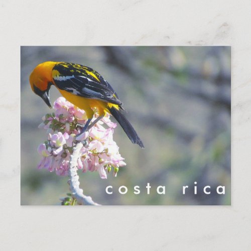 Costa Rica Birding Postcard