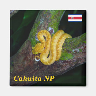 Costa Rica, Cahuita National Park - Eyelash viper Magnet