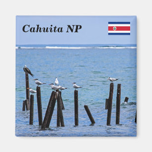 Costa Rica, Cahuita National Park - Royal Terns Magnet