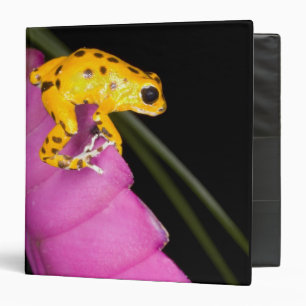 Costa Rica. Close-up of poison dart frog 3 Ring Binder